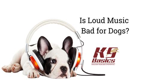 Is Loud Music Bad for Cats? A Detailed Exploration of the Subject